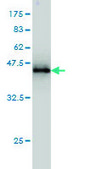 Monoclonal Anti-HSPB7 antibody produced in mouse clone 3E11, purified immunoglobulin, buffered aqueous solution