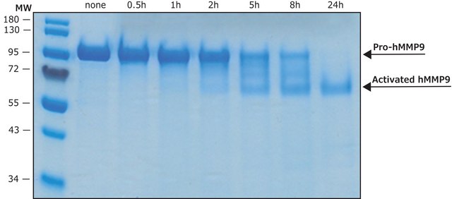 MMP-9 human recombinant, &#8805;1,300 pmol/min/&#956;g, expressed in HEK 293 cells