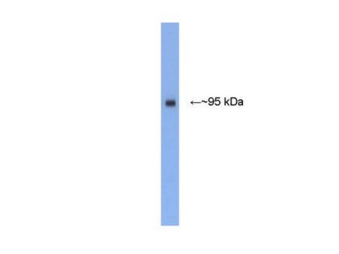 Anti-PSD-95 Antibody Chemicon&#174;, from rabbit