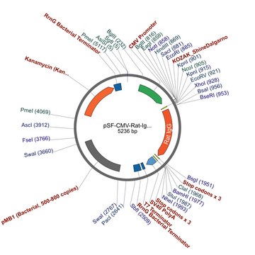 PSF-CMV-RAT-IGG1 HC - RAT IGG1 HEAVY CHAIN ANTIBODY PLASMID plasmid vector for molecular cloning