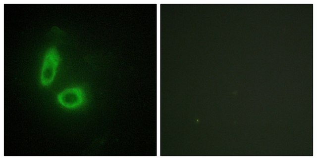 Anti-EFNA1 antibody produced in rabbit affinity isolated antibody