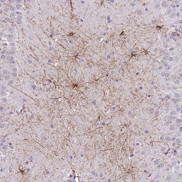 Anti-SHCBP1 antibody produced in rabbit Prestige Antibodies&#174; Powered by Atlas Antibodies, affinity isolated antibody, buffered aqueous glycerol solution