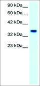 Anti-FOXF1 (AB2) antibody produced in rabbit IgG fraction of antiserum