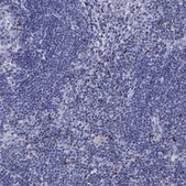 Anti-GZMK antibody produced in rabbit Prestige Antibodies® Powered by Atlas Antibodies, affinity isolated antibody, buffered aqueous glycerol solution