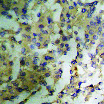 Anti-phospho-PKC &#950; (pThr410) antibody produced in rabbit affinity isolated antibody