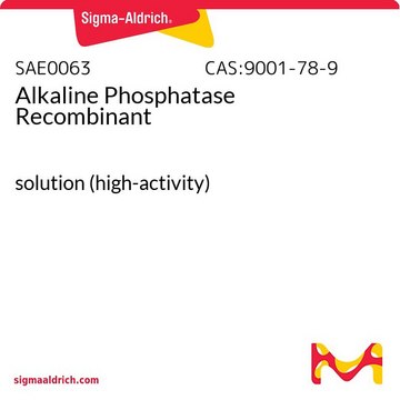 Alkaline Phosphatase Recombinant solution (high-activity)