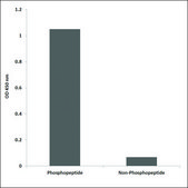 Anti-phospho-CD28 (pTyr218) antibody produced in rabbit affinity isolated antibody