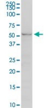 Monoclonal Anti-UGT2B7 antibody produced in mouse clone 8D12, purified immunoglobulin