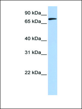 Anti-MFN2 (AB1) antibody produced in rabbit affinity isolated antibody