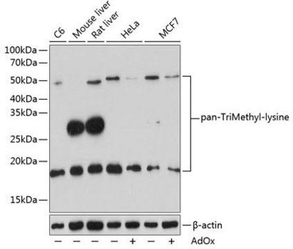 Anti-pan-TriMethyl-lysine antibody produced in rabbit