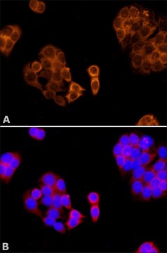 Anti-Paraoxonase 1 (PON1) 兔抗 ~1&#160;mg/mL, affinity isolated antibody, buffered aqueous solution