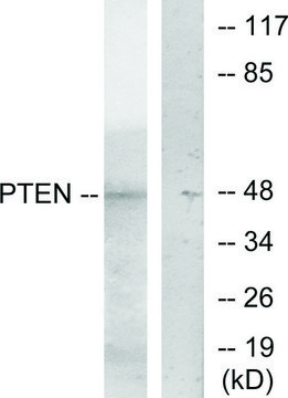 Anti-PTEN antibody produced in rabbit affinity isolated antibody