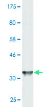 Monoclonal Anti-IL1F9 antibody produced in mouse clone 2A8, purified immunoglobulin, buffered aqueous solution