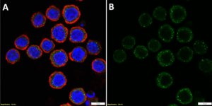 Anti-CX3CR1 Antibody, clone 1N5 ZooMAb® Rabbit Monoclonal recombinant, expressed in HEK 293 cells