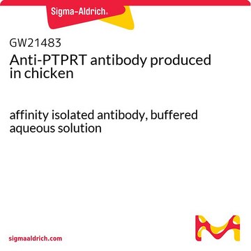 Anti-PTPRT antibody produced in chicken affinity isolated antibody, buffered aqueous solution