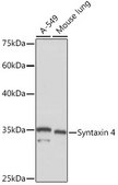 Anti-Syntaxin 4 Antibody, clone 8F3P7, Rabbit Monoclonal