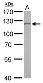 Monoclonal Anti-O-GlcNAc transferase antibody produced in mouse clone GT678, affinity isolated antibody