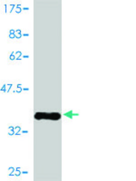 Monoclonal Anti-RAMP3 antibody produced in mouse clone 1C11, purified immunoglobulin, buffered aqueous solution