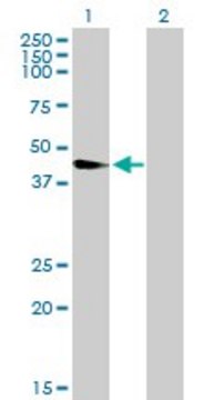 Anti-WNT8A antibody produced in mouse purified immunoglobulin, buffered aqueous solution