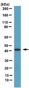 Anti-Septin-2 Antibody serum, from rabbit