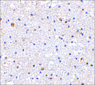 抗PD-1 (ab1) 兔抗 affinity isolated antibody, buffered aqueous solution