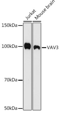 Anti-VAV3 Antibody, clone 9A10D8, Rabbit Monoclonal