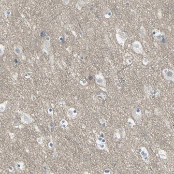 Anti-HTR1F antibody produced in rabbit Prestige Antibodies&#174; Powered by Atlas Antibodies, affinity isolated antibody, buffered aqueous glycerol solution