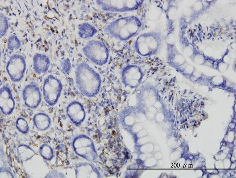 Monoclonal Anti-RASA1 antibody produced in mouse clone 2C12, purified immunoglobulin, buffered aqueous solution