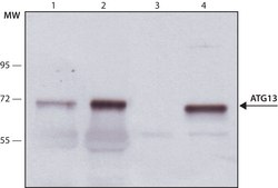 Anti-Atg13 antibody, Mouse monoclonal clone ATG13-8, purified from hybridoma cell culture