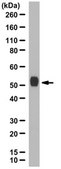 Anti-Properdin Antibody from rabbit, purified by affinity chromatography