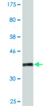 Monoclonal Anti-NOS2 antibody produced in mouse clone 2G4, purified immunoglobulin, buffered aqueous solution