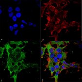 Monoclonal Anti-Ankyrin G - Biotin antibody produced in mouse clone S106-20, purified immunoglobulin
