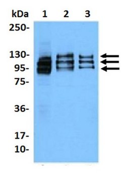 Anti-NFATc1 Antibody, clone 7A6 clone 7A6, from mouse