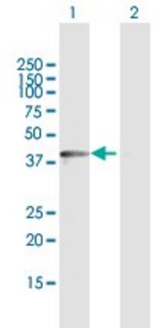 Anti-DDO antibody produced in rabbit purified immunoglobulin, buffered aqueous solution