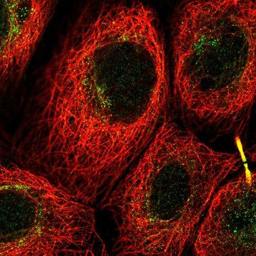 Anti-C12orf66 antibody produced in rabbit Prestige Antibodies&#174; Powered by Atlas Antibodies, affinity isolated antibody