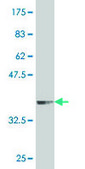 Monoclonal Anti-PRDM4 antibody produced in mouse clone 3E3, purified immunoglobulin, buffered aqueous solution