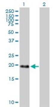 Anti-MBD3L1 antibody produced in mouse purified immunoglobulin, buffered aqueous solution