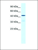 Anti-KCNAB3 antibody produced in rabbit IgG fraction of antiserum