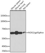 Anti-NOX2/gp91phox Antibody, clone 2Y8W3, Rabbit Monoclonal