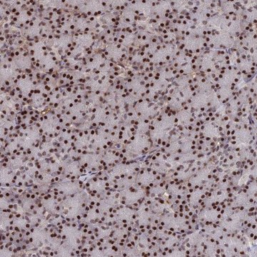 Anti-SH3D21 antibody produced in rabbit Prestige Antibodies&#174; Powered by Atlas Antibodies, affinity isolated antibody, buffered aqueous glycerol solution