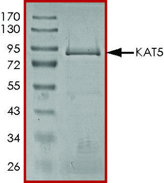 KAT5 (TIP60), Active recombinant