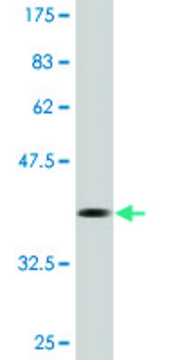 Monoclonal Anti-PRSS15 antibody produced in mouse clone 3B2, purified immunoglobulin, buffered aqueous solution