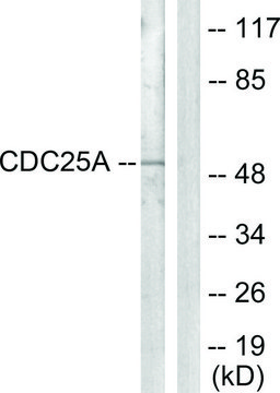 Anti-CDC25A antibody produced in rabbit affinity isolated antibody