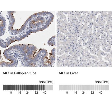 Anti-AK7 antibody produced in rabbit Prestige Antibodies&#174; Powered by Atlas Antibodies, affinity isolated antibody, buffered aqueous glycerol solution