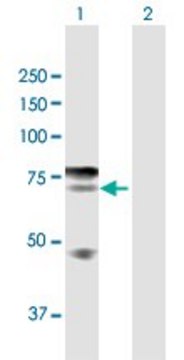 Anti-IKZF4 antibody produced in rabbit purified immunoglobulin, buffered aqueous solution