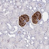 Monoclonal Anti-PODXL antibody produced in mouse Prestige Antibodies® Powered by Atlas Antibodies, clone CL0308, purified immunoglobulin, buffered aqueous glycerol solution