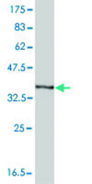 单克隆抗-HBA1 小鼠抗 clone 4F9, purified immunoglobulin, buffered aqueous solution