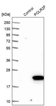 Anti-POLR2F antibody produced in rabbit Prestige Antibodies&#174; Powered by Atlas Antibodies, affinity isolated antibody, buffered aqueous glycerol solution