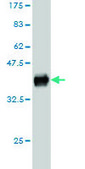 Monoclonal Anti-KIT antibody produced in mouse clone 6G12, purified immunoglobulin, buffered aqueous solution