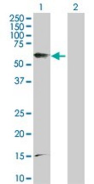 Anti-PTGER4 antibody produced in rabbit purified immunoglobulin, buffered aqueous solution